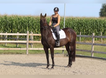 Irish Sport Horse, Stute, 5 Jahre, 170 cm, Brauner