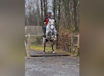 Irish Sport Horse, Stute, 5 Jahre, 170 cm, Schimmel