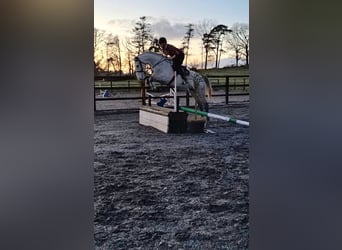 Irish Sport Horse, Stute, 5 Jahre, 170 cm, Schimmel
