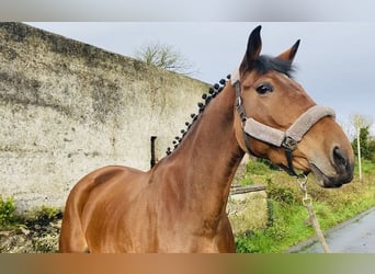 Irish Sport Horse, Stute, 5 Jahre, 173 cm