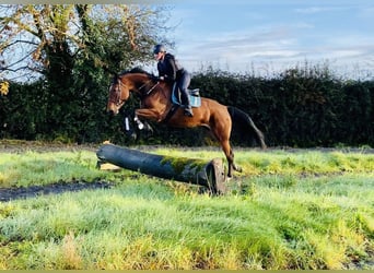 Irish Sport Horse, Stute, 5 Jahre, 173 cm