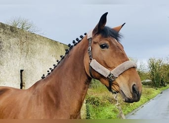 Irish Sport Horse, Stute, 5 Jahre, 173 cm
