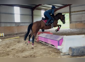 Irish Sport Horse, Stute, 6 Jahre, 145 cm, Hellbrauner
