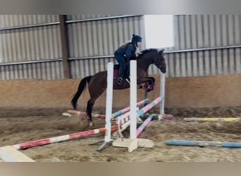 Irish Sport Horse, Stute, 6 Jahre, 145 cm, Hellbrauner