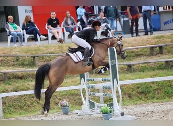 Irish Sport Horse, Stute, 6 Jahre, 146 cm, Falbe