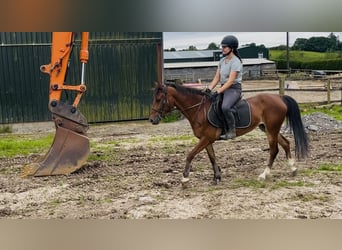 Irish Sport Horse, Stute, 6 Jahre, 148 cm, Rotbrauner