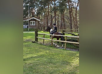 Irish Sport Horse, Stute, 6 Jahre, 152 cm, Schecke