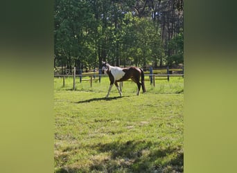 Irish Sport Horse, Stute, 6 Jahre, 152 cm, Schecke