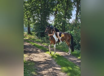 Irish Sport Horse, Stute, 6 Jahre, 152 cm, Schecke