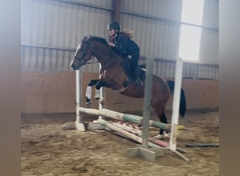 Irish Sport Horse, Stute, 6 Jahre, 155 cm, Rotbrauner