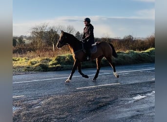 Irish Sport Horse, Stute, 6 Jahre, 156 cm, Rotbrauner