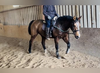 Irish Sport Horse, Stute, 6 Jahre, 156 cm, Rotbrauner