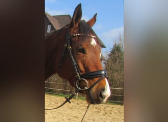 Irish Sport Horse, Stute, 6 Jahre, 157 cm, Brauner