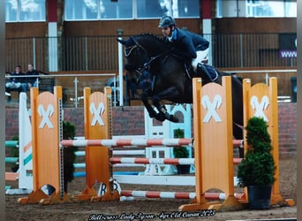 Irish Sport Horse, Stute, 6 Jahre, 158 cm, Hellbrauner