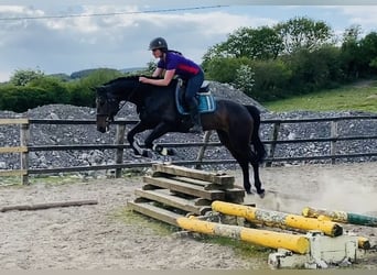 Irish Sport Horse, Stute, 6 Jahre, 158 cm, Hellbrauner
