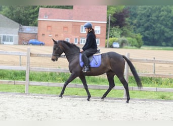 Irish Sport Horse, Stute, 6 Jahre, 158 cm, Rappe