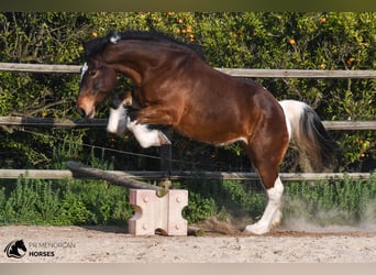 Irish Sport Horse Mix, Stute, 6 Jahre, 158 cm, Schecke