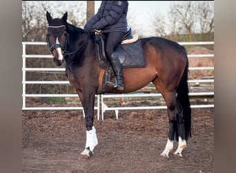 Irish Sport Horse, Stute, 6 Jahre, 160 cm, Brauner