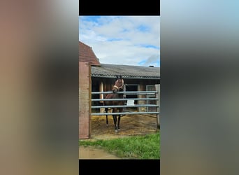 Irish Sport Horse, Stute, 6 Jahre, 160 cm, Brauner