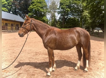 Irish Sport Horse, Stute, 6 Jahre, 160 cm, Fuchs