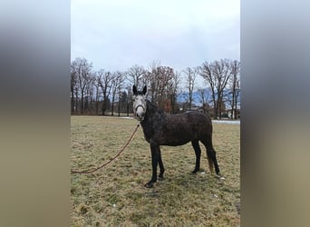 Irish Sport Horse, Stute, 6 Jahre, 160 cm, Schimmel