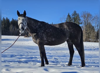 Irish Sport Horse, Stute, 6 Jahre, 160 cm, Schimmel