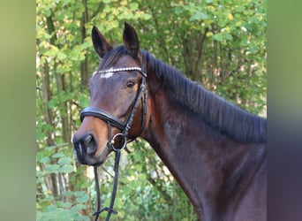 Irish Sport Horse, Stute, 6 Jahre, 160 cm, Schwarzbrauner