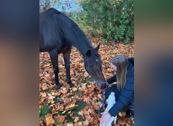 Irish Sport Horse, Stute, 6 Jahre, 162 cm, Brauner