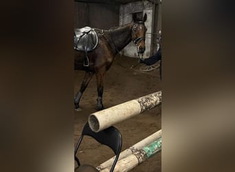 Irish Sport Horse, Stute, 6 Jahre, 162 cm, Brauner