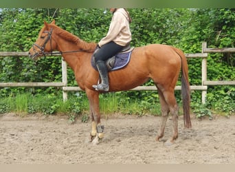 Irish Sport Horse, Stute, 6 Jahre, 162 cm, Fuchs