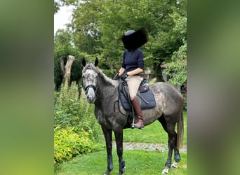Irish Sport Horse, Stute, 6 Jahre, 162 cm, Rappschimmel