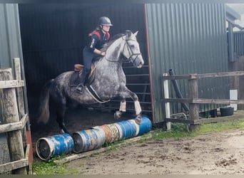 Irish Sport Horse, Stute, 6 Jahre, 163 cm, Apfelschimmel