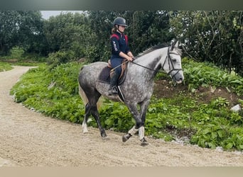 Irish Sport Horse, Stute, 6 Jahre, 163 cm, Apfelschimmel