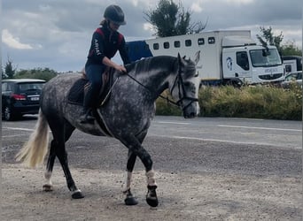 Irish Sport Horse, Stute, 6 Jahre, 163 cm, Apfelschimmel