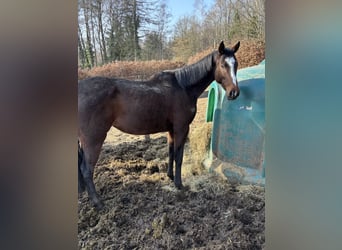 Irish Sport Horse, Stute, 6 Jahre, 163 cm, Brauner