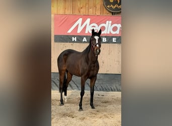 Irish Sport Horse, Stute, 6 Jahre, 163 cm, Brauner