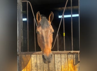 Irish Sport Horse, Stute, 6 Jahre, 163 cm, Brauner