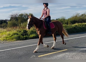 Irish Sport Horse, Stute, 6 Jahre, 163 cm, Dunkelfuchs