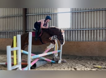 Irish Sport Horse, Stute, 6 Jahre, 163 cm, Dunkelfuchs