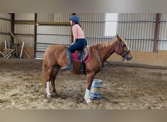 Irish Sport Horse, Stute, 6 Jahre, 163 cm, Dunkelfuchs