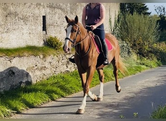Irish Sport Horse, Stute, 6 Jahre, 163 cm, Dunkelfuchs