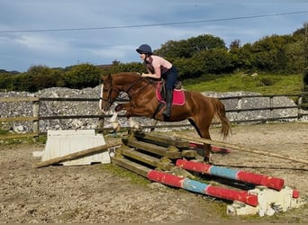 Irish Sport Horse, Stute, 6 Jahre, 163 cm, Dunkelfuchs