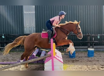 Irish Sport Horse, Stute, 6 Jahre, 163 cm, Dunkelfuchs