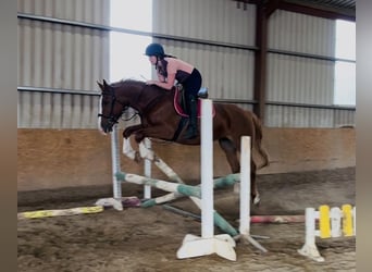 Irish Sport Horse, Stute, 6 Jahre, 163 cm, Dunkelfuchs