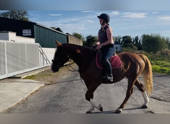 Irish Sport Horse, Stute, 6 Jahre, 163 cm, Dunkelfuchs