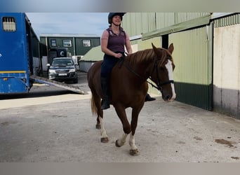 Irish Sport Horse, Stute, 6 Jahre, 163 cm, Dunkelfuchs