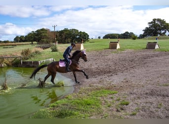 Irish Sport Horse, Stute, 6 Jahre, 163 cm, Rotbrauner