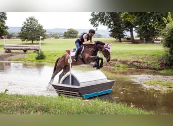 Irish Sport Horse, Stute, 6 Jahre, 163 cm, Rotbrauner