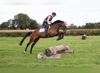 Irish Sport Horse, Stute, 6 Jahre, 163 cm, Rotbrauner