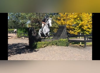 Irish Sport Horse, Stute, 6 Jahre, 163 cm, Schimmel